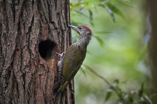 žluna zelená (Picus viridis) European...