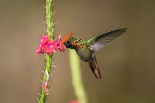 kolibřík ozdobný (Lophornis ornatus)...