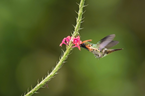 kolibřík ozdobný (Lophornis ornatus)...