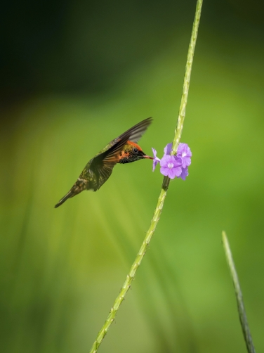 kolibřík ozdobný (Lophornis ornatus)...