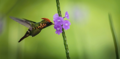 kolibřík ozdobný (Lophornis ornatus)...