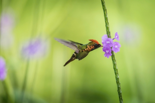 kolibřík ozdobný (Lophornis ornatus)...