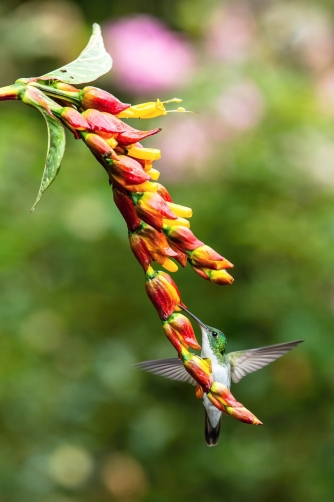 kolibřík andský (Amazilia franciae)...