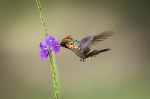 kolibřík ozdobný (Lophornis ornatus)...