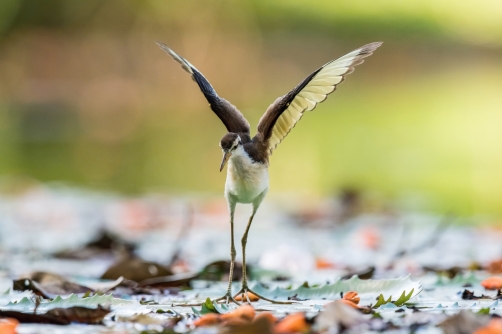 ostnák jihoamerický (Jacana jacana)...