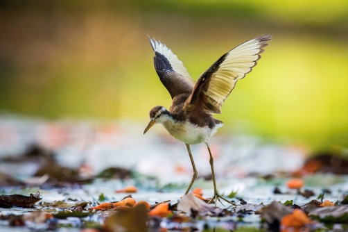 ostnák jihoamerický (Jacana jacana)...