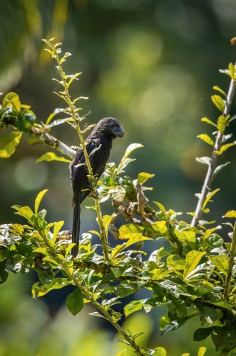 kukačka ani (Crotophaga ani) Smooth-billed...