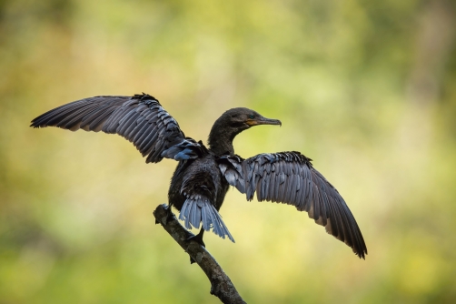 kormorán neotropický (Phalacrocorax...