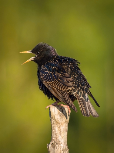 špaček obecný (Sturnus vulgaris) Common...