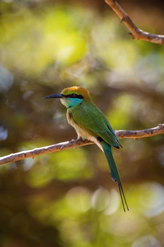 vlha proměnlivá (Merops orientalis) Green...