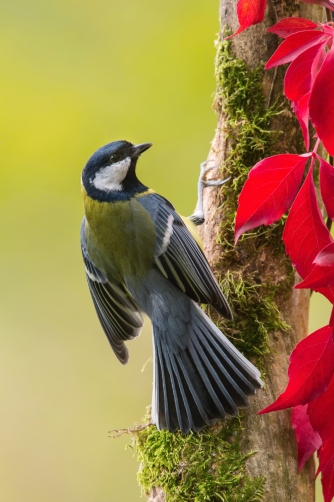 sýkora koňadra (Parus major) Great tit