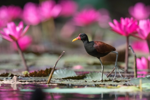 ostnák jihoamerický (Jacana jacana)...