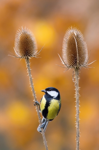 sýkora koňadra (Parus major) Great tit