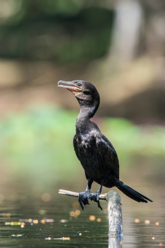 kormorán neotropický (Phalacrocorax...