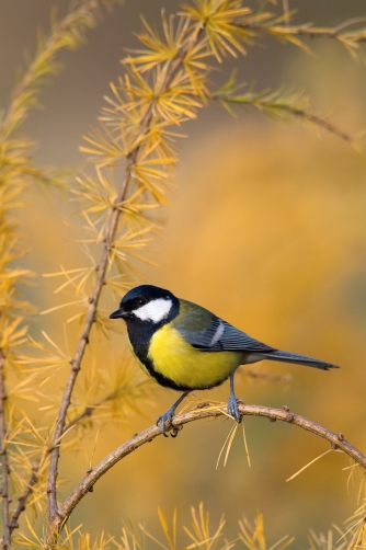 sýkora koňadra (Parus major) Great tit