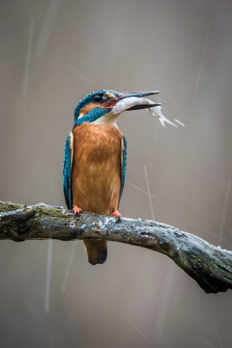 ledňáček říční (Alcedo atthis) Common...