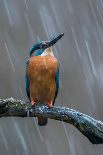 ledňáček říční (Alcedo atthis) Common...