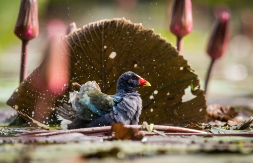 slípka žlutonohá (Porphyrio martinicus)...