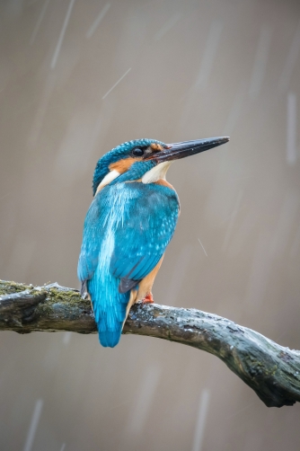 ledňáček říční (Alcedo atthis) Common...