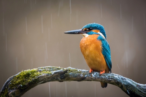 ledňáček říční (Alcedo atthis) Common...