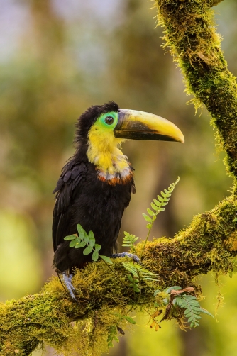 tukan hnědošíjný (Ramphastos brevis)...