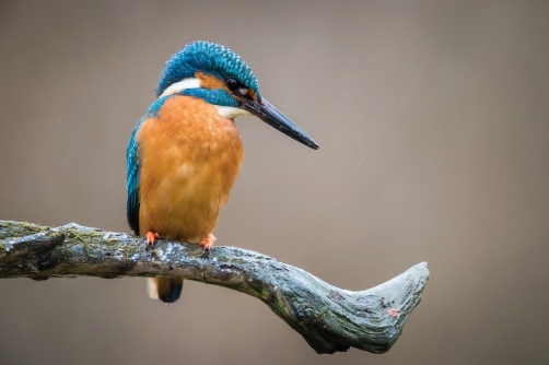 ledňáček říční (Alcedo atthis) Common...