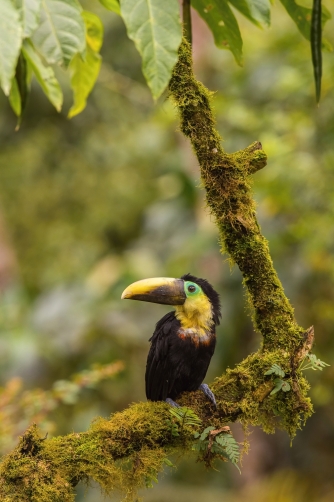 tukan hnědošíjný (Ramphastos brevis)...