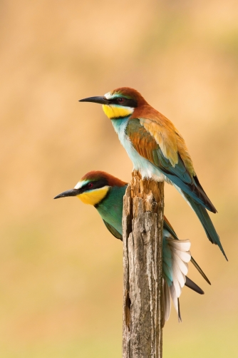 vlha pestrá (Merops apiaster) European...