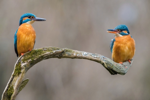 ledňáček říční (Alcedo atthis) Common...