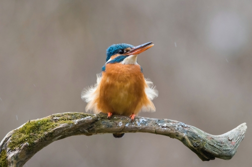 ledňáček říční (Alcedo atthis) Common...