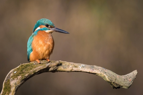 ledňáček říční (Alcedo atthis) Common...