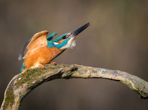 ledňáček říční (Alcedo atthis) Common...