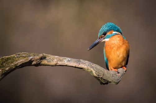 ledňáček říční (Alcedo atthis) Common...