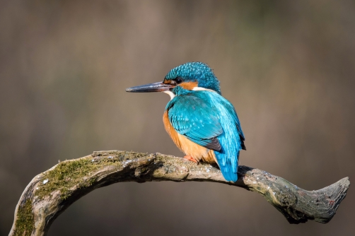 ledňáček říční (Alcedo atthis) Common...