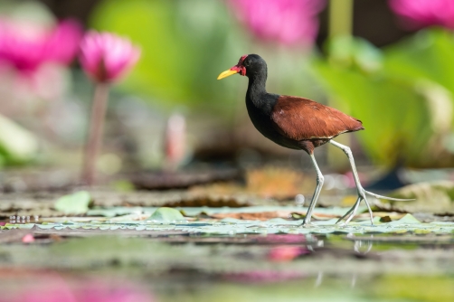 ostnák jihoamerický (Jacana jacana)...