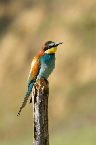 vlha pestrá (Merops apiaster) European...