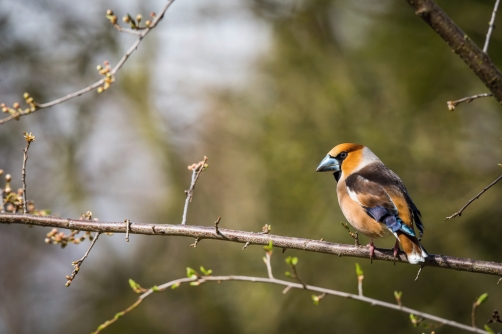 dlask tlustozobý (Coccothraustes...