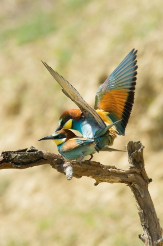 vlha pestrá (Merops apiaster) European...