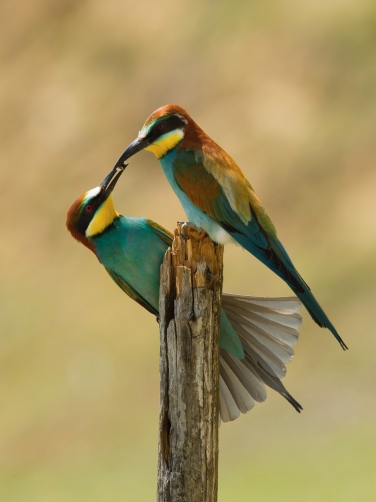 vlha pestrá (Merops apiaster) European...