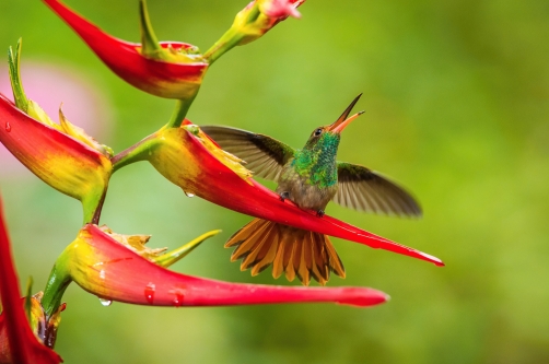 kolibřík rezavoocasý (Amazilia tzacatl)...