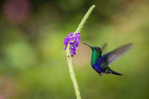 kolibřík zelenotemenný (Thalurania...