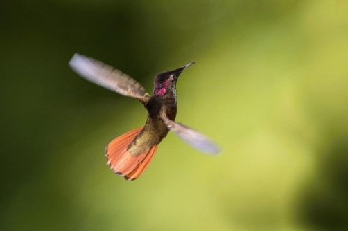 kolibřík žlutohrdlý (Chrysolampis...