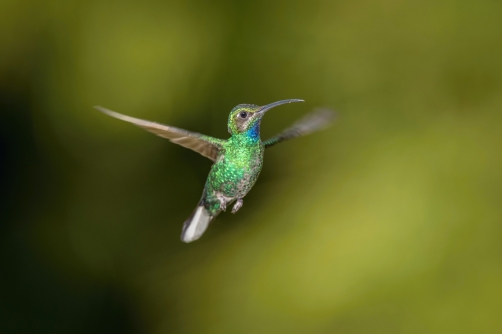 kolibřík modrobradý (Chlorostilbon...