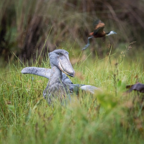 člunozobec africký (Balaeniceps rex)...