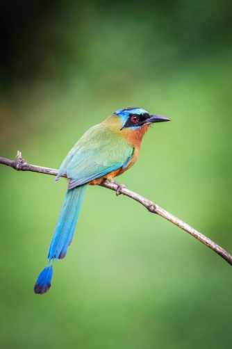 momot trinidadský (Momotus bahamensis)...