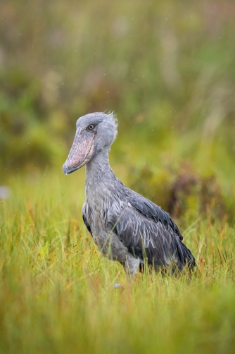 člunozobec africký (Balaeniceps rex)...