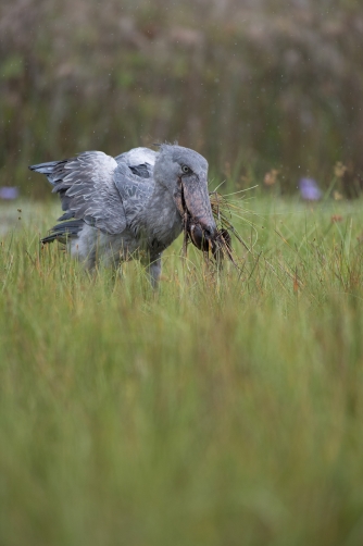 člunozobec africký (Balaeniceps rex)...