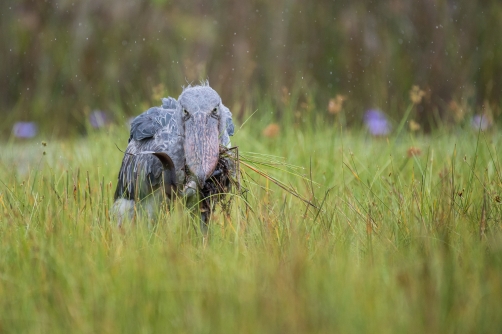 člunozobec africký (Balaeniceps rex)...