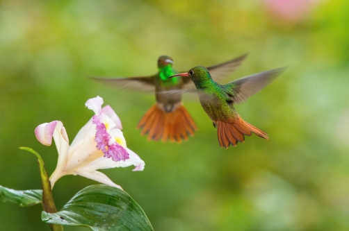 kolibřík rezavoocasý (Amazilia tzacatl)...