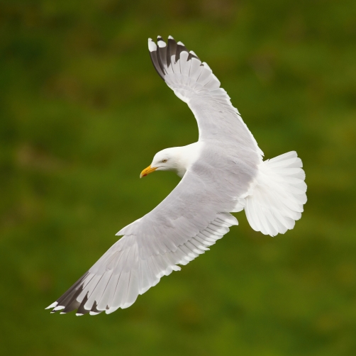 racek stříbřitý (Larus argentatus)...